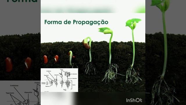 Morfologia Vegetal do Feijão смотреть онлайн