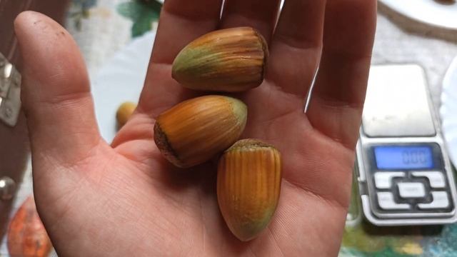 Фундук. Огляд горішків:Барселонський,Пушкінський,Трухесса,форма Грузин. смотреть онлайн