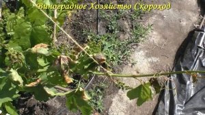 Весенний заморозок на винограднике. Что предпринять?