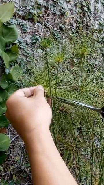 Propagating papyrus #diy #waterpropagation #plantnutrition #ponds #foryoupage #plantparenthood смотреть онлайн