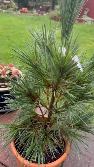 Сосна Шверина « Wiethorst» 🎄 Pinus schwerinii 👌Пополнение в садовой семье 🍀 смотреть онлайн