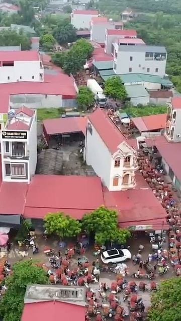 Growing super fruit small seed lychee in Viet nam. #shorts смотреть онлайн