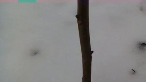 INTR. 18.11.2018 год. Саженец ореха грецкого, сорт "ИНТР".