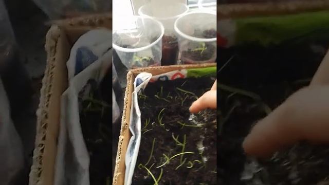 рассада томатов перца и лука репчатого смотреть онлайн