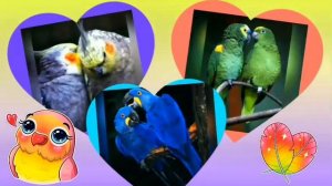 💖 Для тех, кто очень любит попугаев ❣️ Клип на детскую песню "Пара попугаев" 💖 Позитивчик 😊