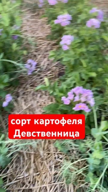 Новый сорт картофеля #хитрукелена #картошка