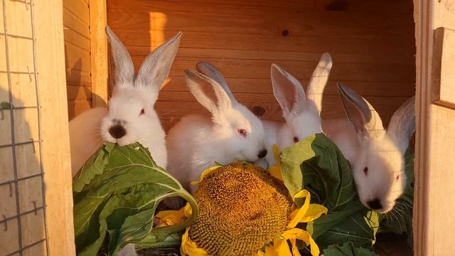 кролик и подсолнух смотреть онлайн