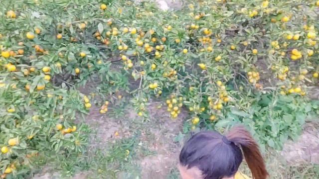 GREBEK KEBUN TETANGGA DI CHINA BANYAK BUAH DAN SAYURAN SEGAR,KEBUN JERUK MANDARIN SIAP PANEN смотреть онлайн