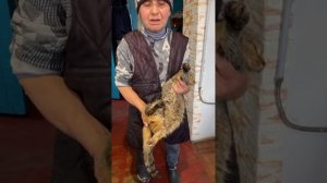 Монастырские кошки в прямом эфире!