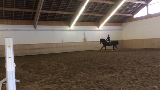 Diana (born 2011), v. Coupe de Coeur - Carthago Z - Calypso I смотреть онлайн