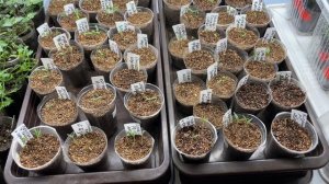 Всходы Томатных гномов, эксперимент!