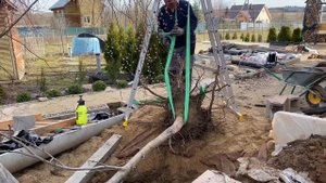 05.04.23. Пересадили! взрослый каштан. Приживётся ли?.. часть 2.