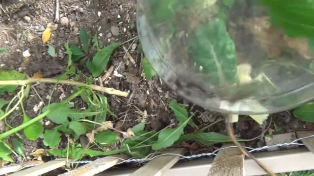 Winterizing Swiss Chard смотреть онлайн