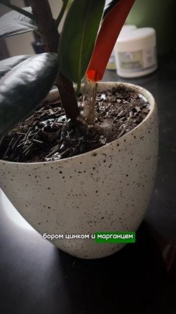 Шикарные пальмы дома как в магазине (1)