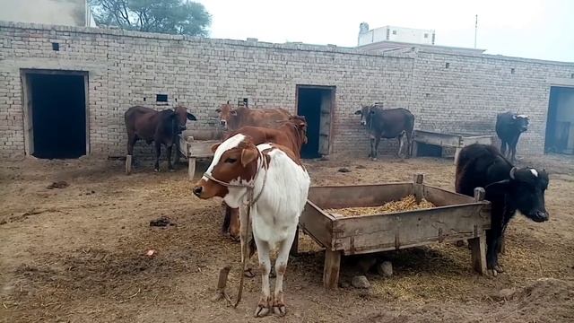 Method of using lime in Animal | chuna | Milk increasing Formula