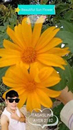 SUN FLOWER I GOLDEN YELLOW LOVE THE VARIATION OF THIS FLOWER #SHORTS