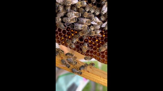 Маточка красавица смотреть онлайн