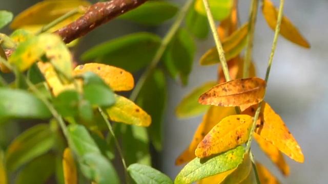 2013 Ohio Fall Color Update #2 смотреть онлайн