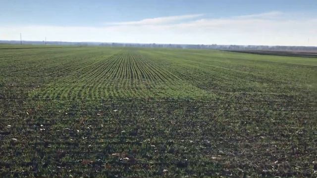 Перші всходи пшениці в 2021,вона зійшла на всі 100%результат супер 👌 смотреть онлайн