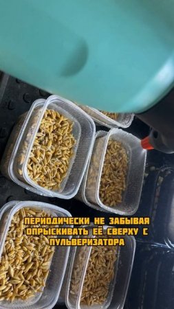 Трава для животных