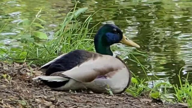 Тестируем Samsung S20 ultra в Александрии, Белка Зум 10х и 20х при записи видео позволяют получать смотреть онлайн