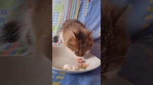 Кормим котика сметаной и сосисками