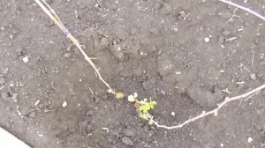 Нет роста винограда