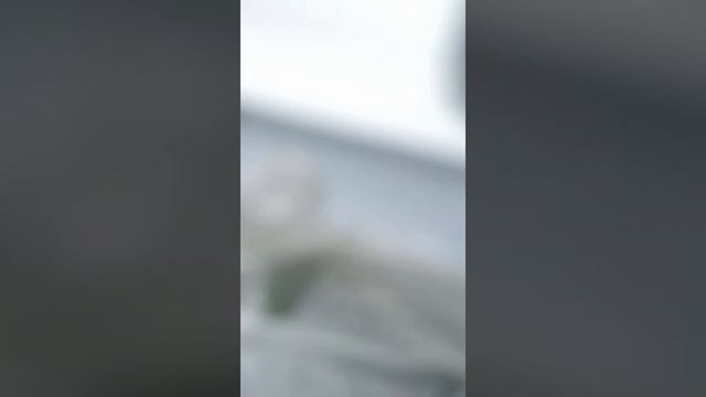 Цитокининовая паста и соседский фикус Робуста (часть 1) смотреть онлайн