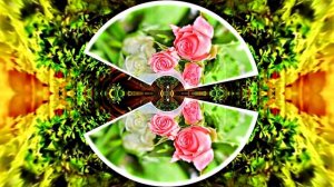 С Днём Рождения!!! Эти Розы для тебя 8!!!