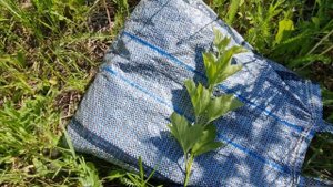 Размножаем калину зелеными черенками