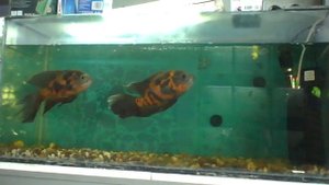 Астронотус вуалевый / Astronotus ocellatus