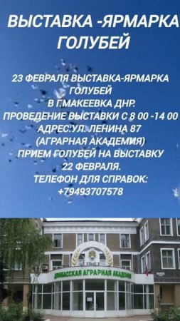 Выставка-Ярмарка голубей в г.Макеевка 23 февраля.mp4