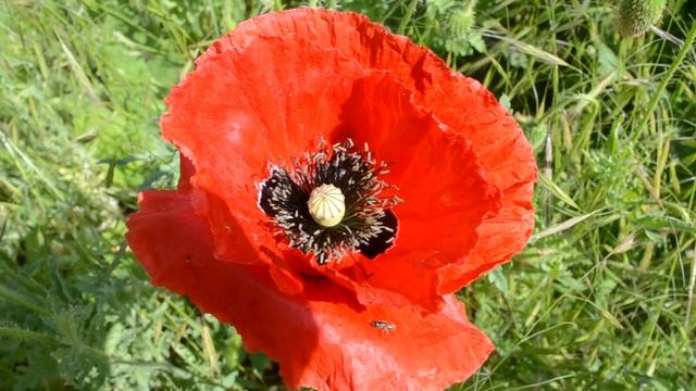 Одинокий мак смотреть онлайн