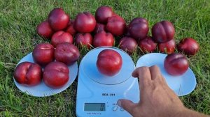 Нектарин Екстрім Бьюті / Nectarine Extreme Beauty