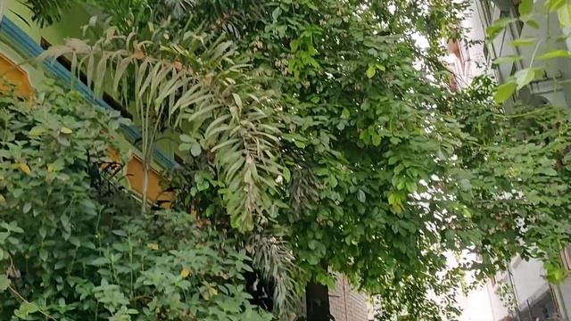 Ganuga chettu смотреть онлайн