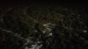 Вторая подкормка оз ячменя сорт ФАНКИ