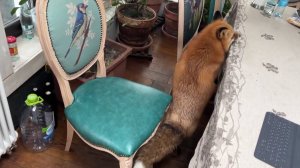 Лиса-Алиса. Непреодолимое желание проверить стол.