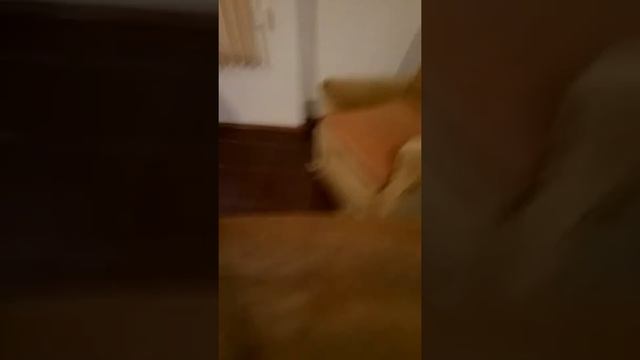 Рум тур на курорте рассейка КУРОРТНАЯ 25 смотреть онлайн