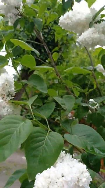 Не оторвать взор... великолепная душистость! смотреть онлайн