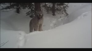 ГОЛОС РЫСИ РОСОМАХИ И РЫСИ КТО ДОСТАНЕТ ДО МЯСА