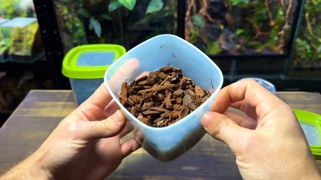 How To Make a Springtail Culture - Simple & Easy Method! смотреть онлайн