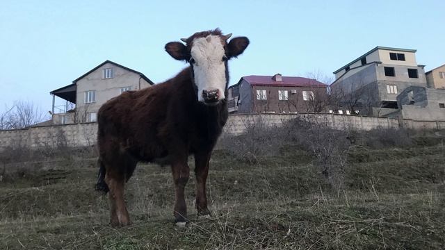 Мы в кругу друзей смотреть онлайн