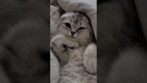 1-900- speed gang (sped up/nightcore)