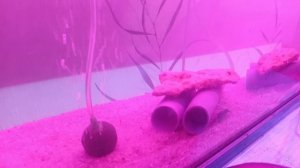 готовые укрытия для раков,сомиков,подводных змей