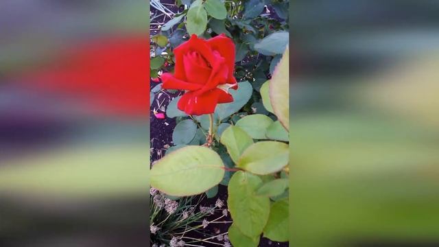 МОИ ЦВЕТЫ смотреть онлайн