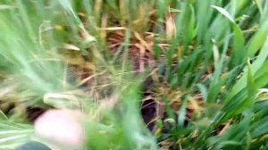 Пшеница Шпаловка. Нужно ли проводить оброботку Модусом в засуху? Ждем дождя!