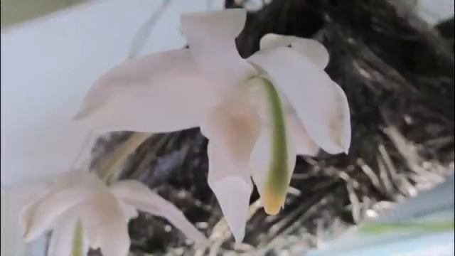 Stanhopea candida смотреть онлайн