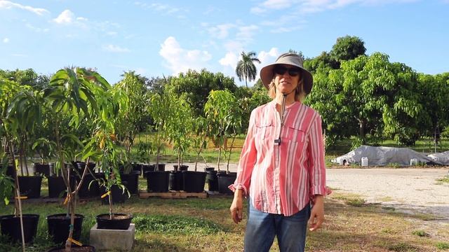 Monday Minute- Should you plant tropical fruit trees NOW?