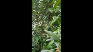 миндаль в Сибири