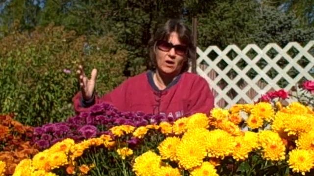 How to Grow Mums As Fall Flowers- Planting-Fertilizing-Pinching-Transplanting смотреть онлайн